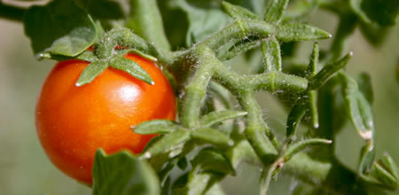 Orto e giardinaggio