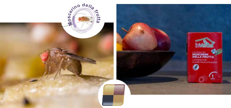 Trappola per moscerini