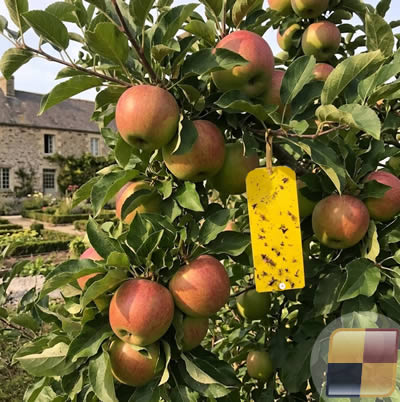 Trappola adesiva con feromone per piante da frutto