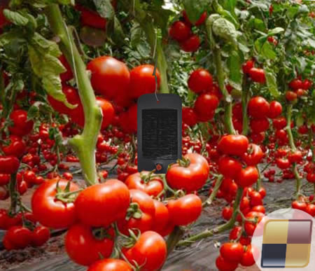Trappola feromone per pomodoro
