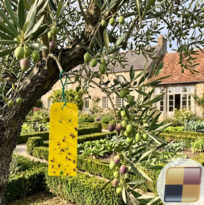 Trappola adesiva con feromone per ulivo