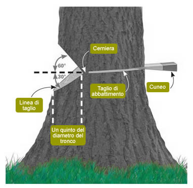 Indicazioni di abbattimento tronco